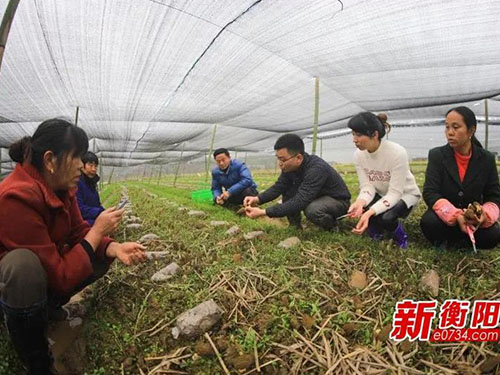 湖南金芙农业科技有限公司,湖南农业科技发展,蛹虫草,药用菌