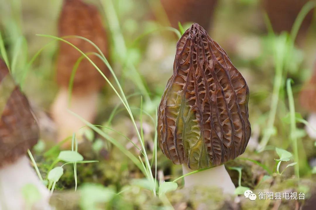 湖南金芙农业科技有限公司,湖南蛹虫草,湖南羊肚菌,蛹虫草,羊肚菌,龙新,虫草酒哪里好,衡阳食用菌,衡阳羊肚菌,衡阳蛹虫草