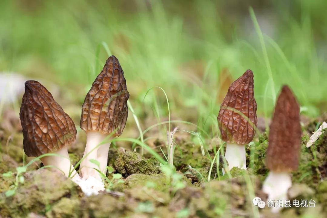 湖南金芙农业科技有限公司,湖南蛹虫草,湖南羊肚菌,蛹虫草,羊肚菌,龙新,虫草酒哪里好,衡阳食用菌,衡阳羊肚菌,衡阳蛹虫草